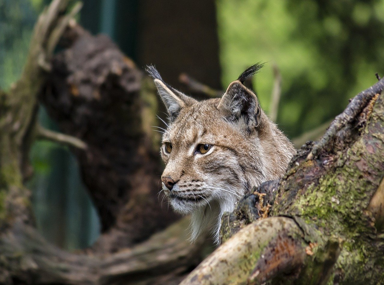Lynx (©Markus Wittmann de Pixabay)