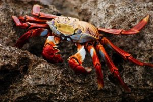 Les fameux crabes colorés des Galápagos (©Wikimages - Pixabay)