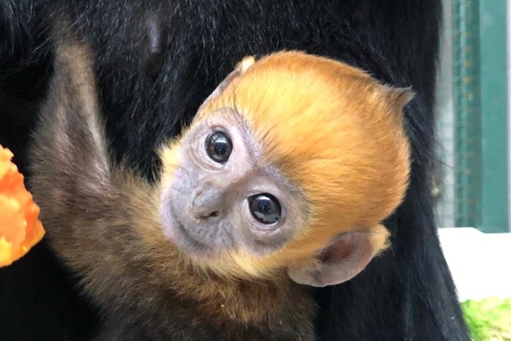 Besancon Naissance Exceptionnelle D Un Petit Singe Langur De Francois Le Trois