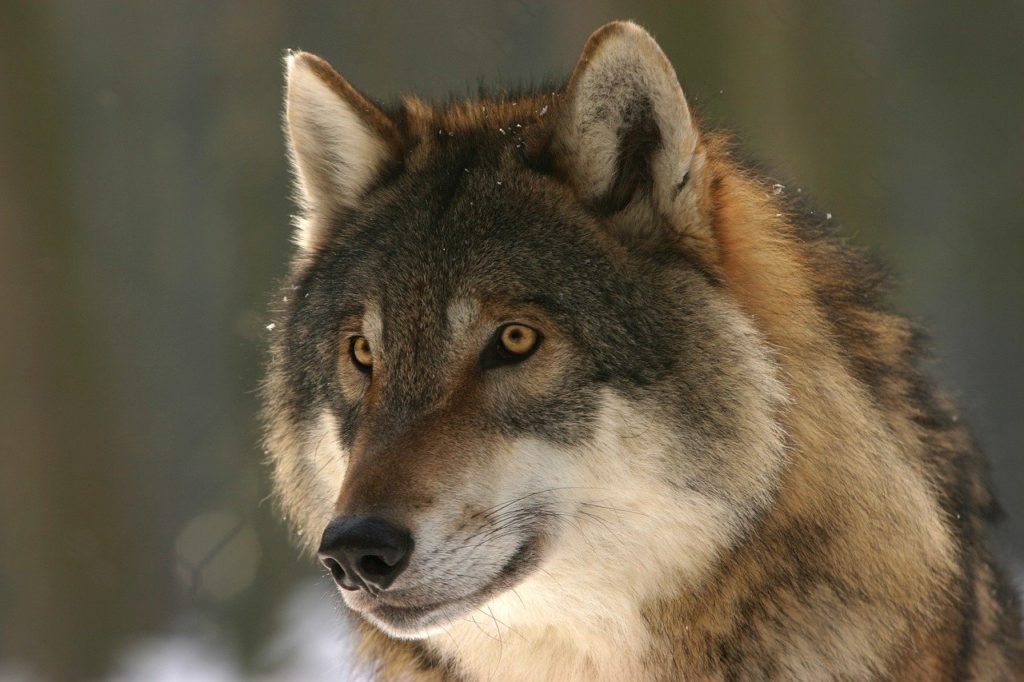 La population de loups continue à progresser en France