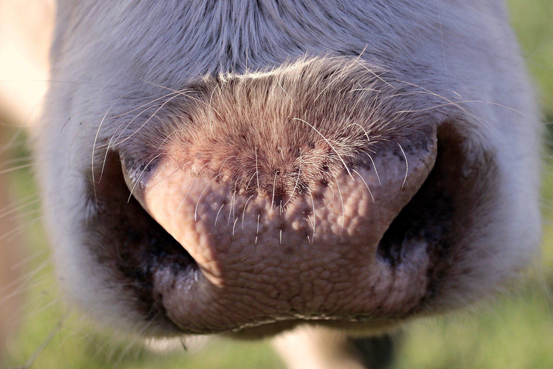 Nourrir le bétail est devient complexe en période de sécheresse. Image par S. Hermann & F. Richter de Pixabay