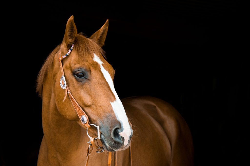 La fédération française d'équitation s'associe aux plaintes déposées.