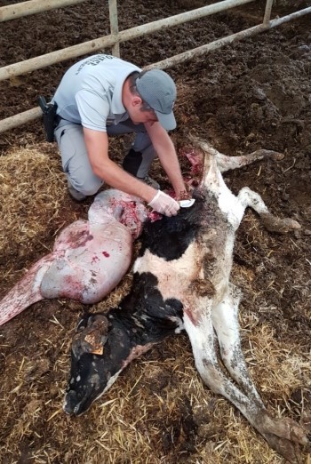 Attaque d'un bovin dans le secteur de Fougerolles, par un loup