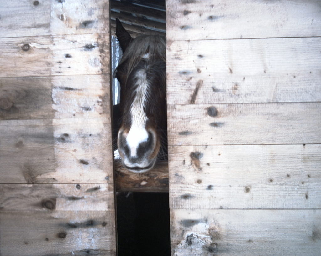 Un cheval comtois dans une cabane