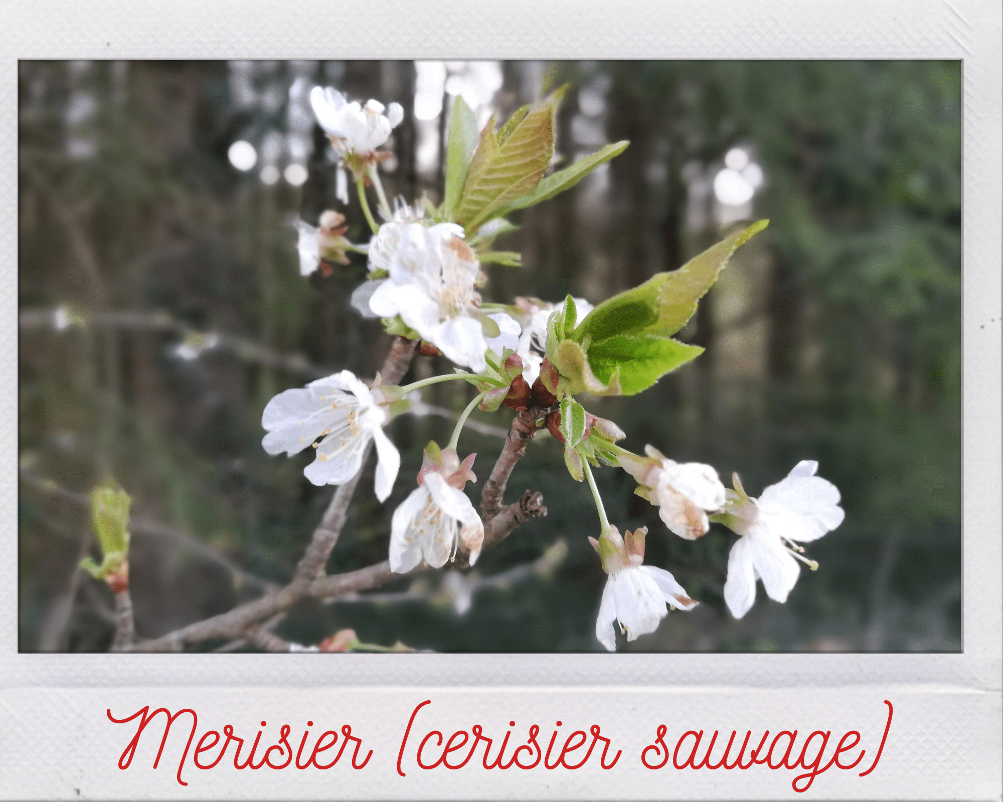 [Recette] Concocter son vin de merisier - Le Trois