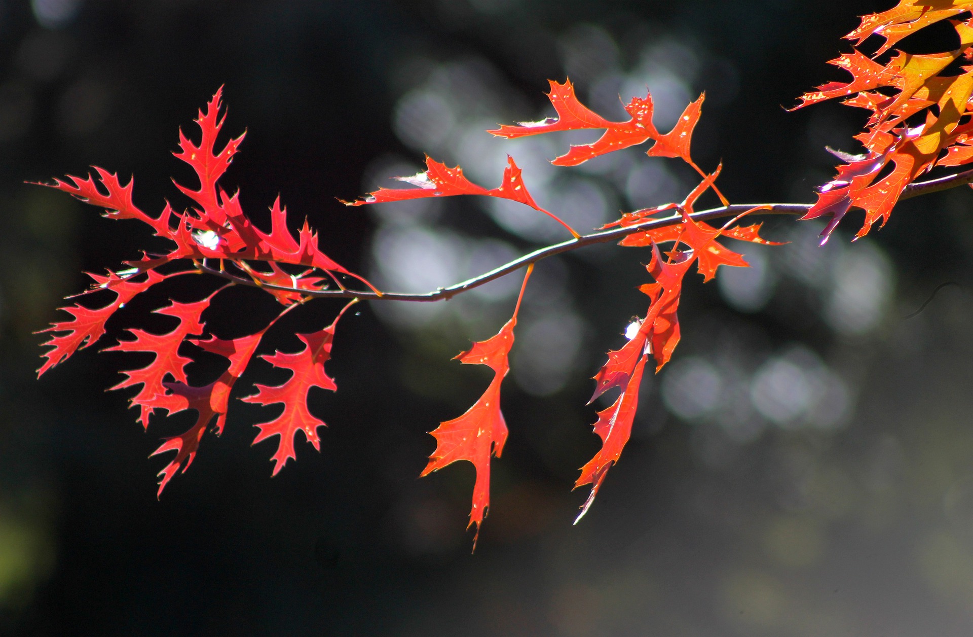 Chêne rouge – pixabay