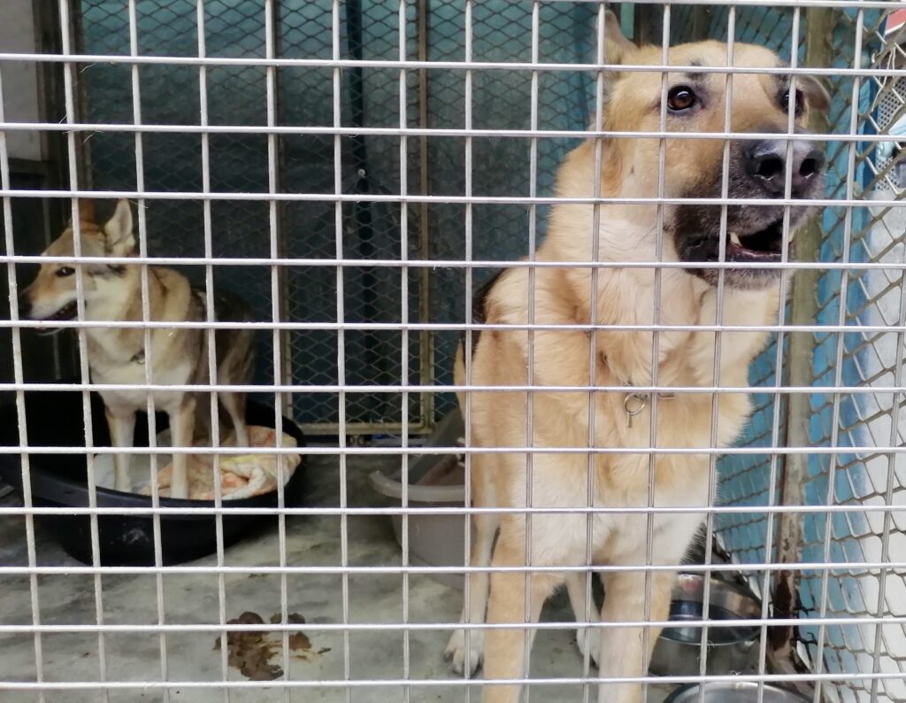 Deux chiens dans un box de la SPA.