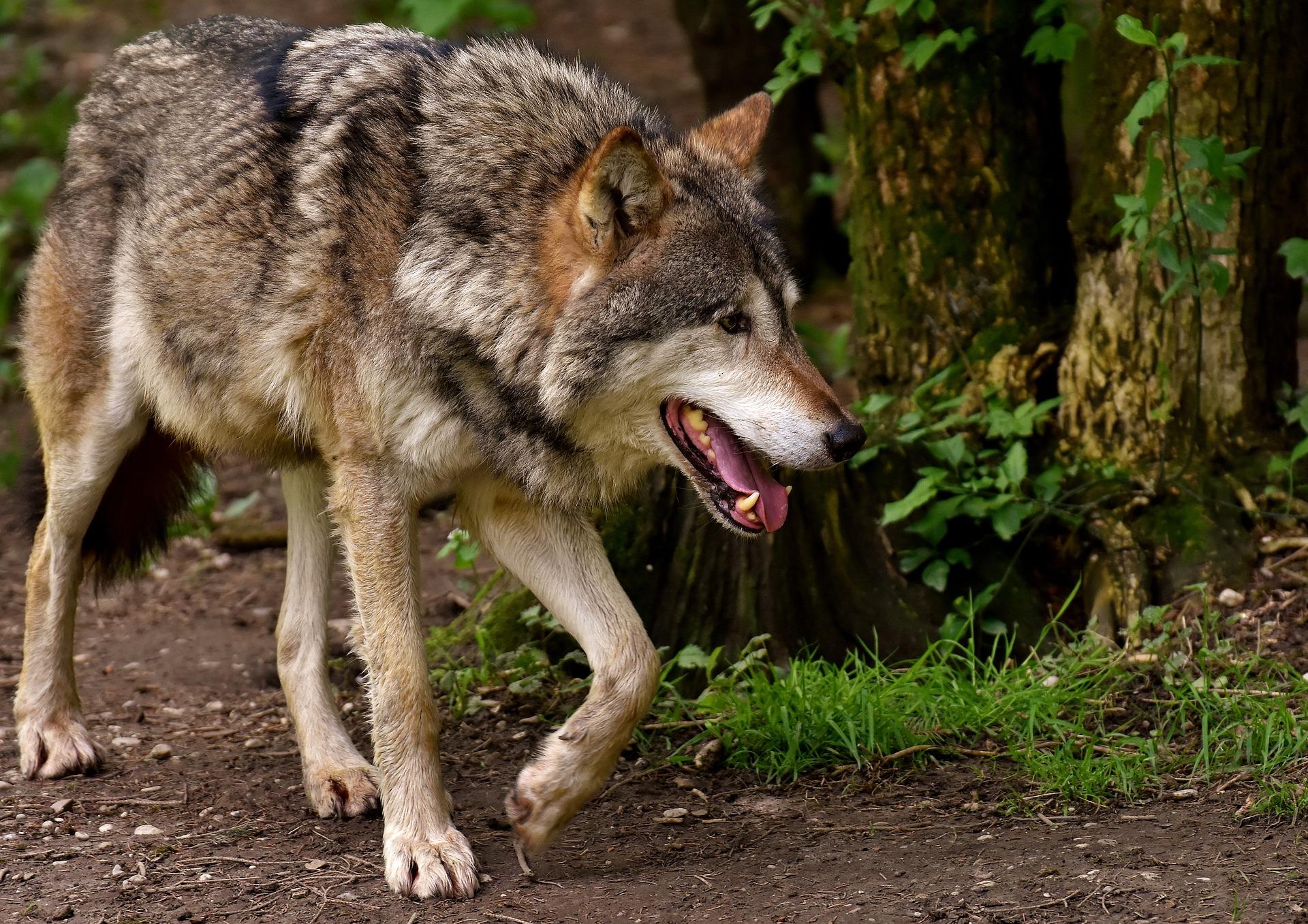 500 personnes ont manifesté ce samedi 11 mars contre l'autorisation du tir de défense contre le loup dans le haut Doubs. (Photo d'illustration Pixabay - Alexa)