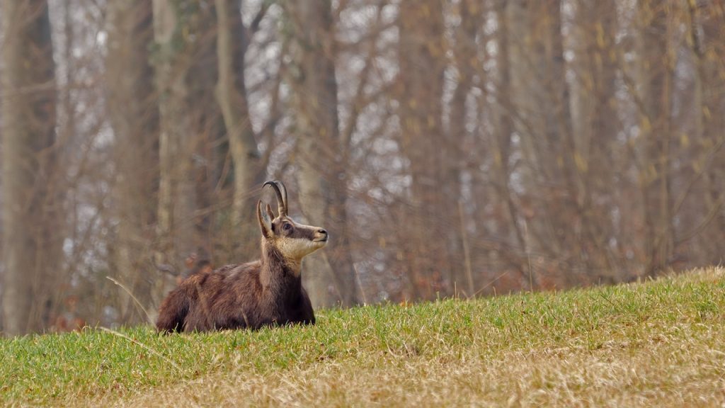 Brigitte Bardot s'insirge contre l'autorisation d'abattre des chamois dans le Doubs (Image par Andreas de Pixabay)