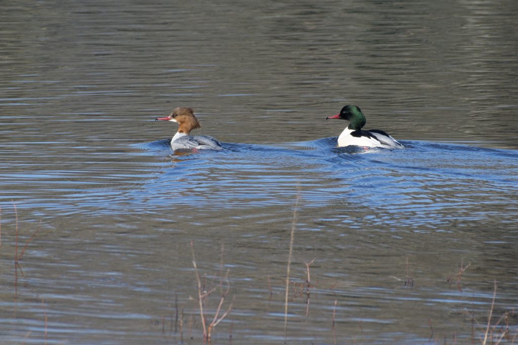 DSC-3990-DxO.jpg