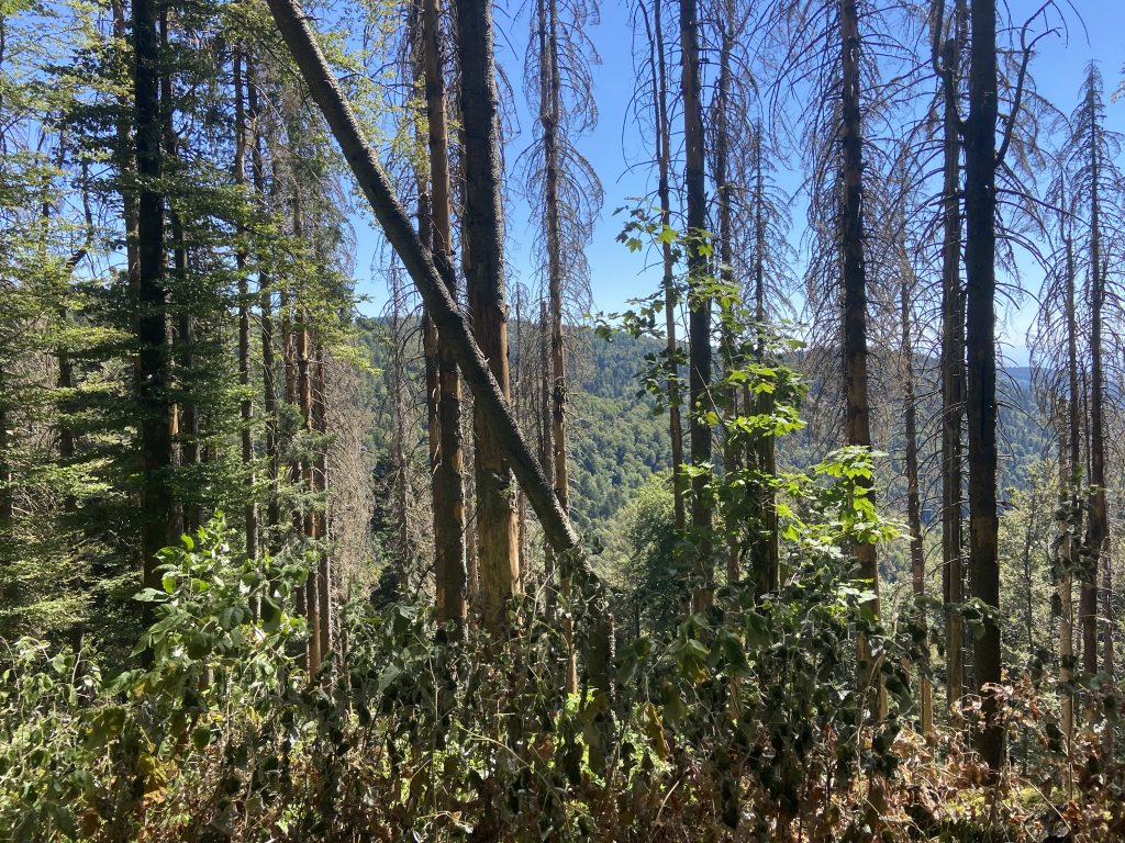 Des sapins touchés par le scolyte, dans le massif du Ballon d'Alsace.