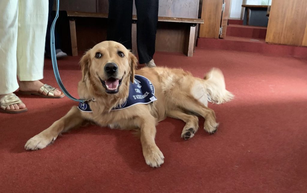Umpa, chien d'assistance judiciaire de France Victimes. | ©Le Trois - E.C. 