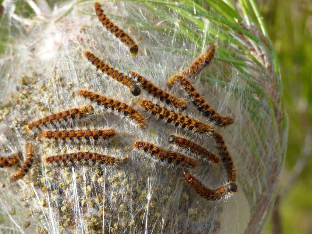 Chenille processionnaire du pin. | ©Fredon BFC
