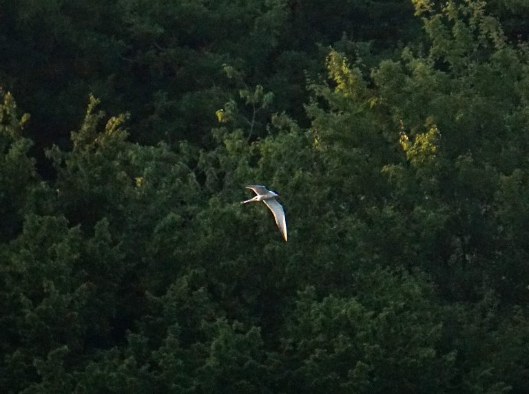 La mouette sterne en train de chasser en vol.