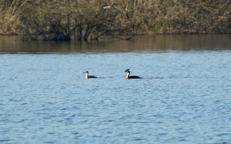Une femelle canard Colvert avec ses canetons, fin juin.