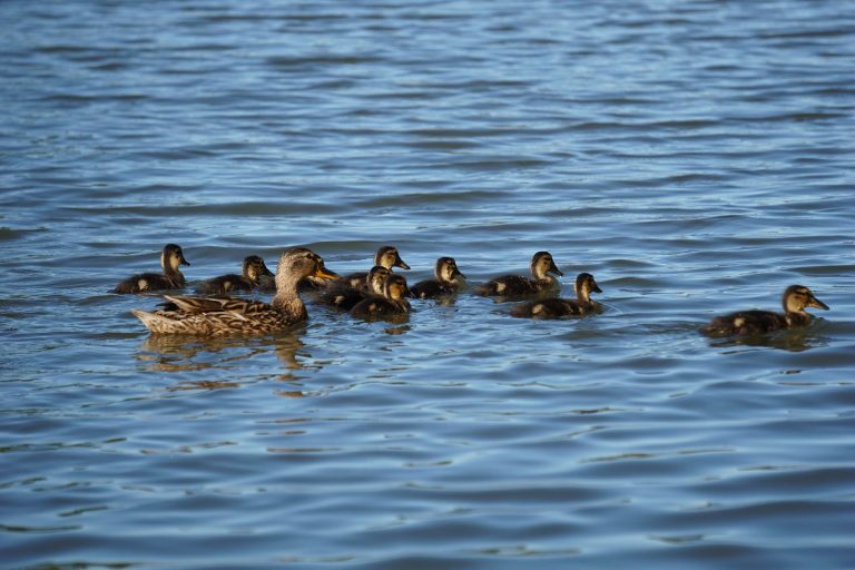 Une femelle canard Colvert avec ses canetons, fin juin. | ©Le Trois - Loéva Claverie