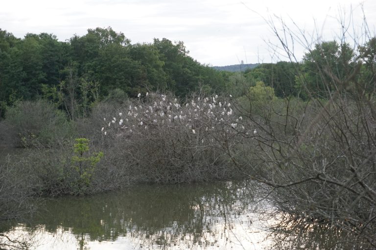 L'arbre mort a été élu par les hérons comme dortoir et endroit de nidification.