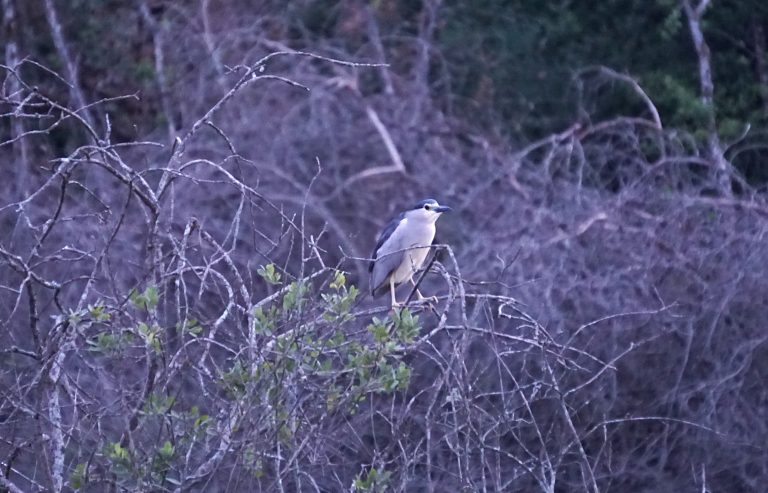 Un jeune bihoreau gris, dont le plumage est bien différent à celui de l'adulte.