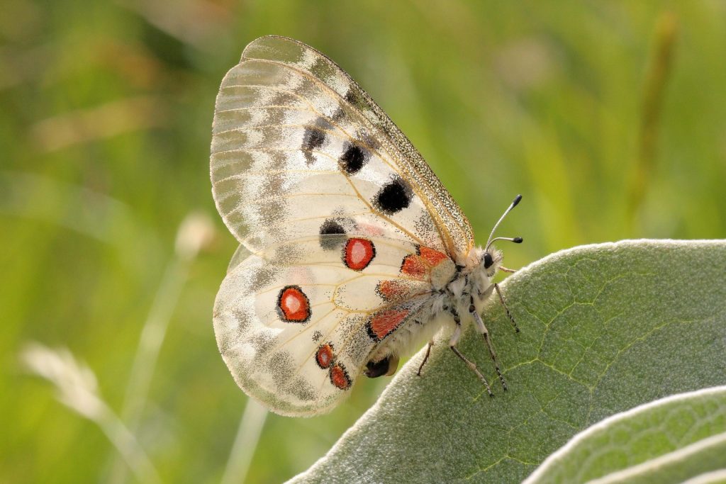 Un papillon Apollon.