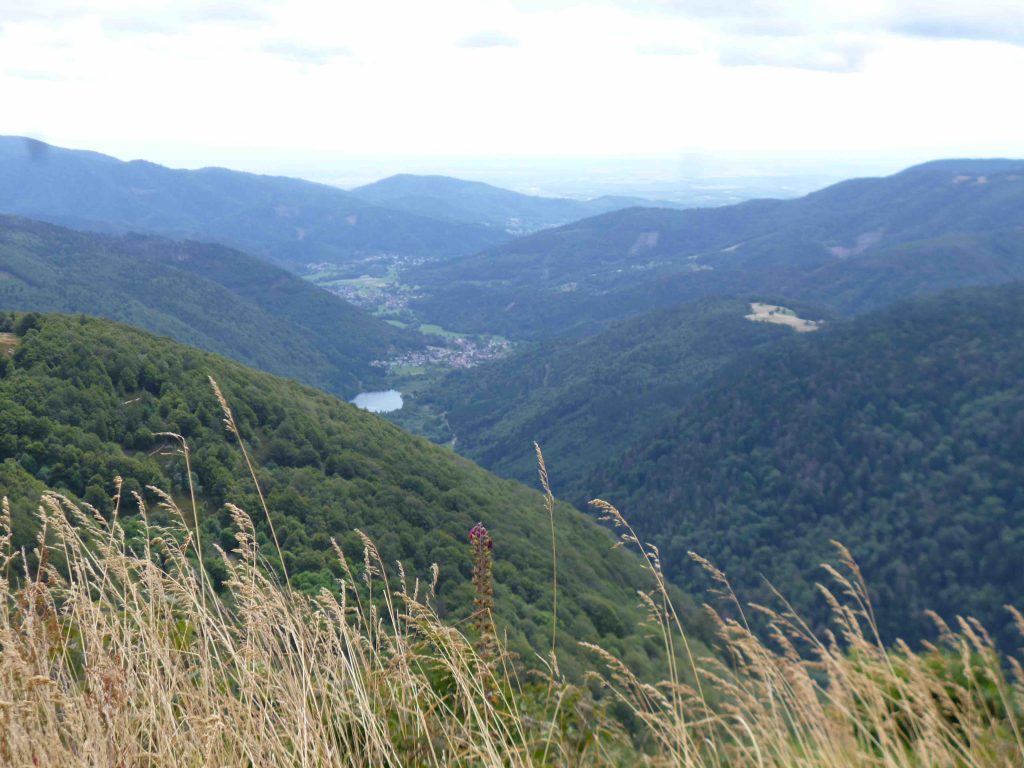 Vue-Alsace-depuis-sommet-Ballon.jpg