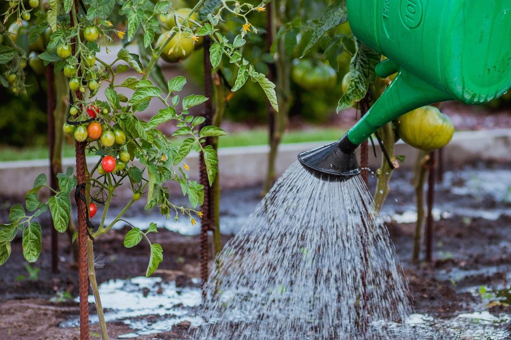 Arrosage d'un potager.