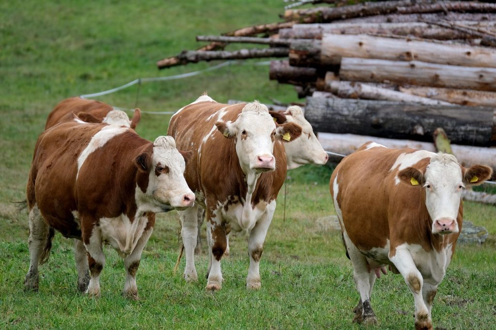 vaches-15.jpg