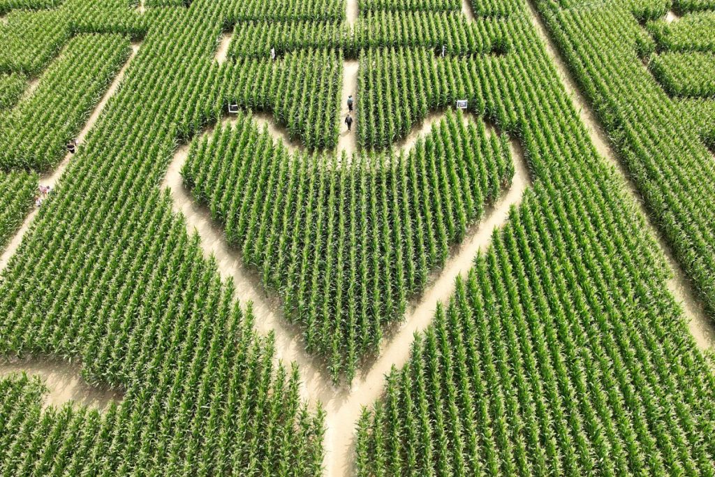 Le labyrinthe de Lucas Kessler, à Soultz. | ©Photo by FREDERICK FLORIN / AFP