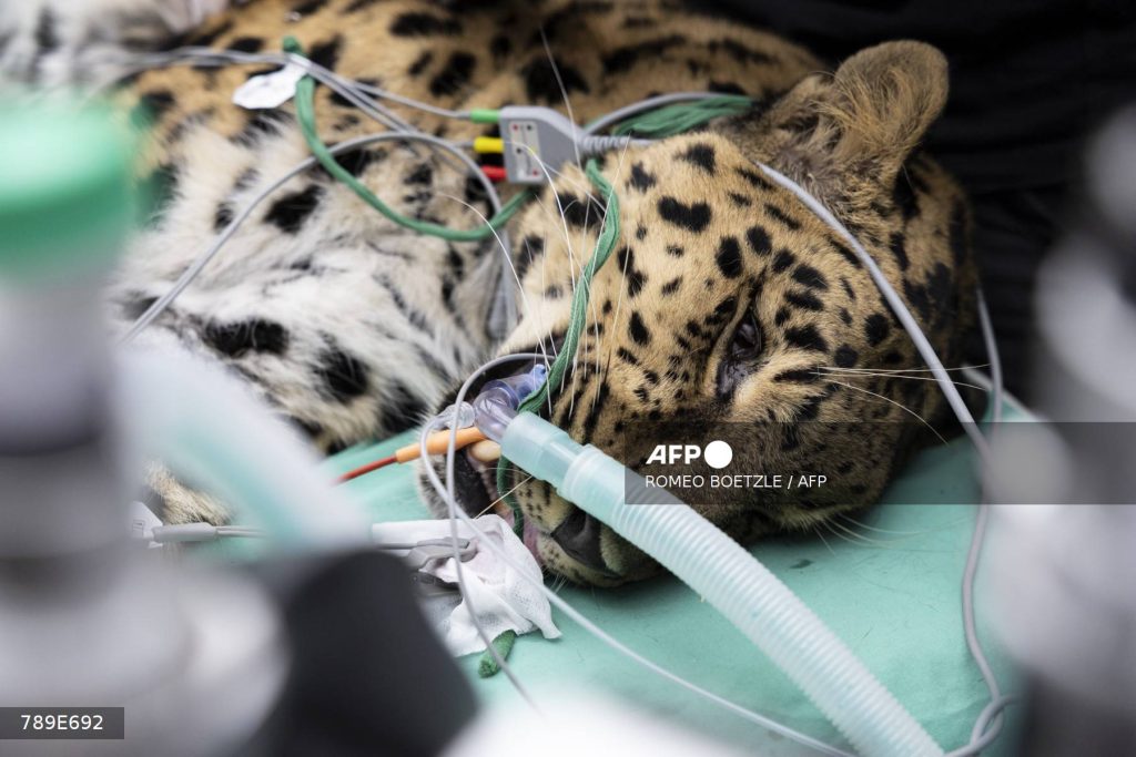 Barouto, une panthère d'Amour, un mâle de 14 ans, participe à une insémination artificielle pour Khala, une femelle de 15 ans, accueillie au zoo de Mulhouse.