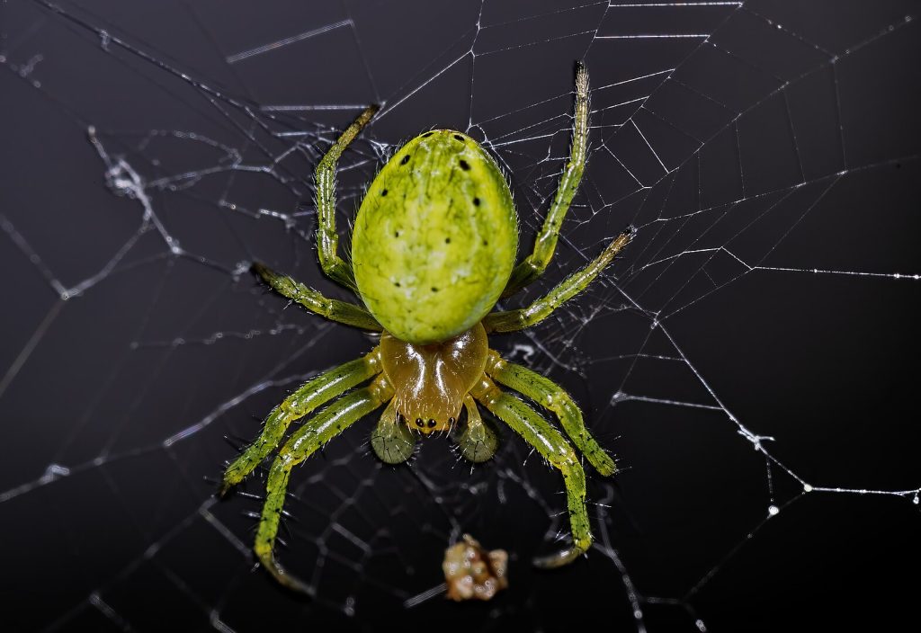 L'Epeire concombre est une espèce d'araignée, présente en Bourgogne-Franche-Comté.