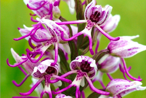 Orchis singe.