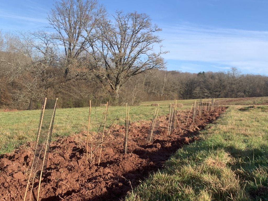 Une haie paysagère plantée sur une parcelle agricole de Frahier, en Haute-Saône.