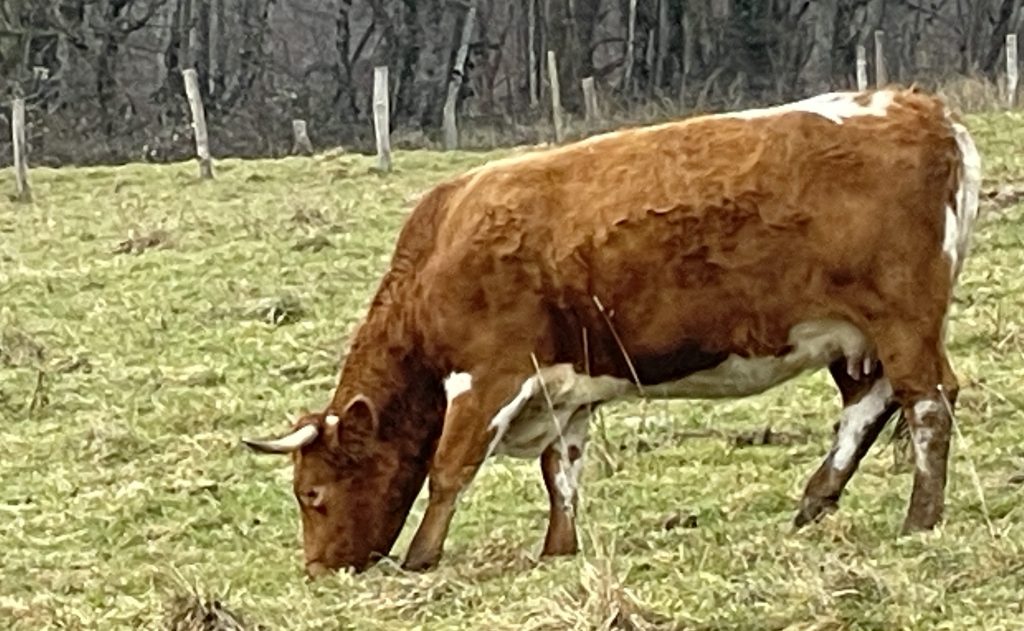 Une vache dans un pré.