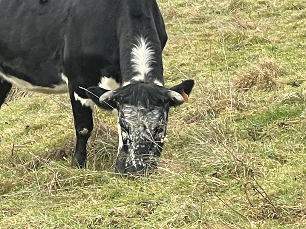 Une vache dans un pré.