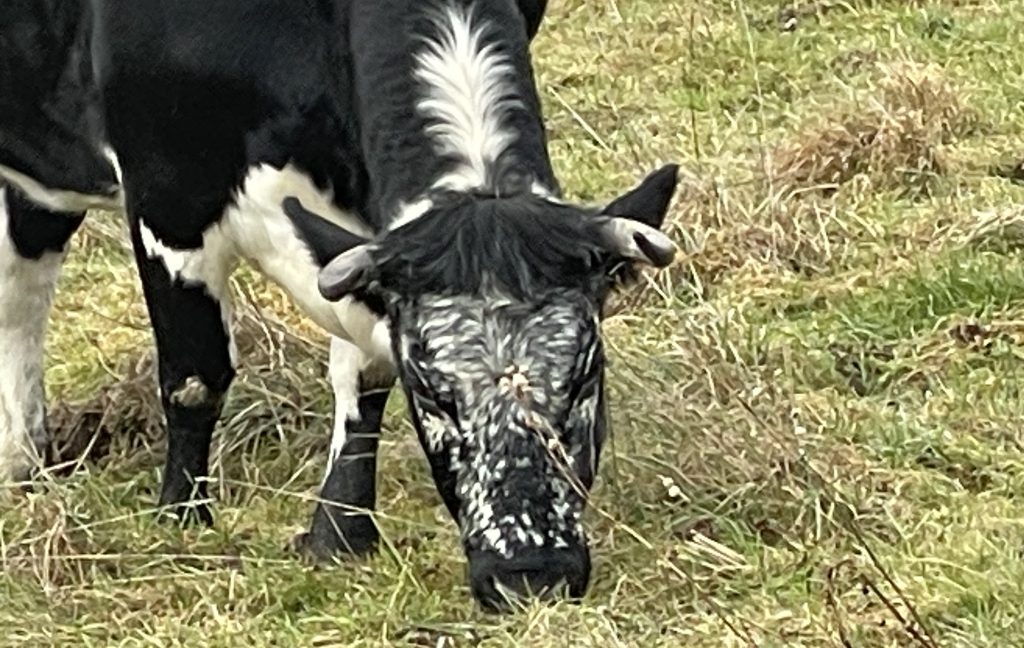 Une vache dans un pré. | © Le Trois P.-Y.R.