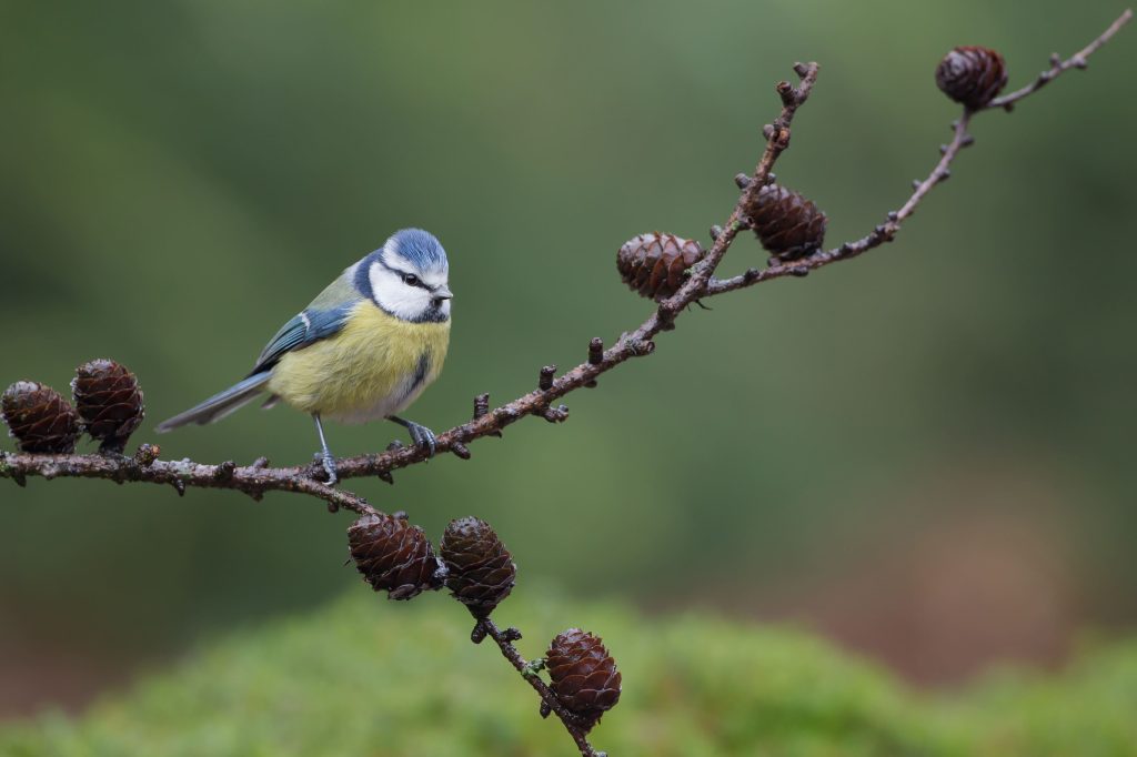 Une mésange bleu posée sur une branche.