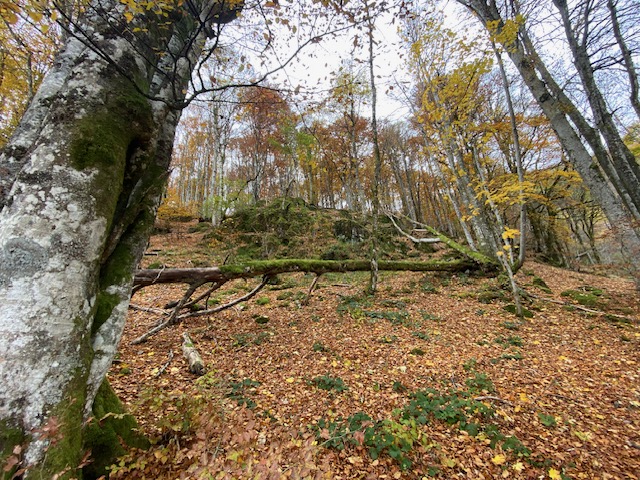 Soumis au gel ou à la sécheresse, les arbres des forêts du Nord Franche-Comté sont de plus en plus fragiles.