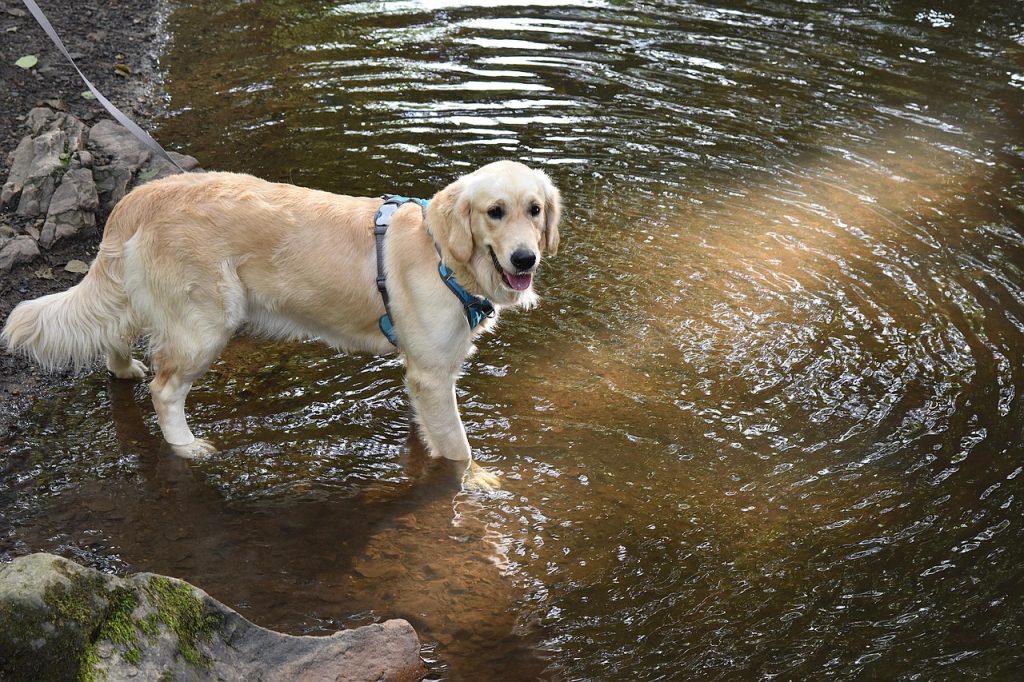 Le golden retriever en tête des races de chiens enregistrées en 2025 par la Centrale canine. Un chien qui adore l'eau.