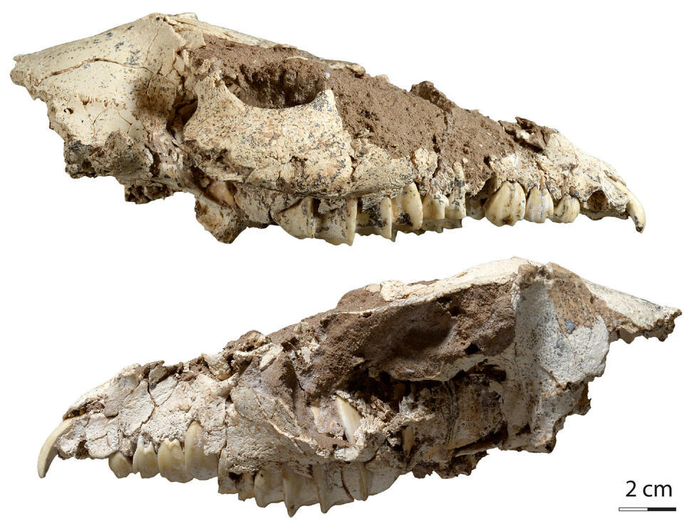 Crâne d’Armenohyrax aznavouriani, vues latérales, une nouvelle espèce de daman fossile découverte par des chercheurs de Jurassica, de Porrentruy.
