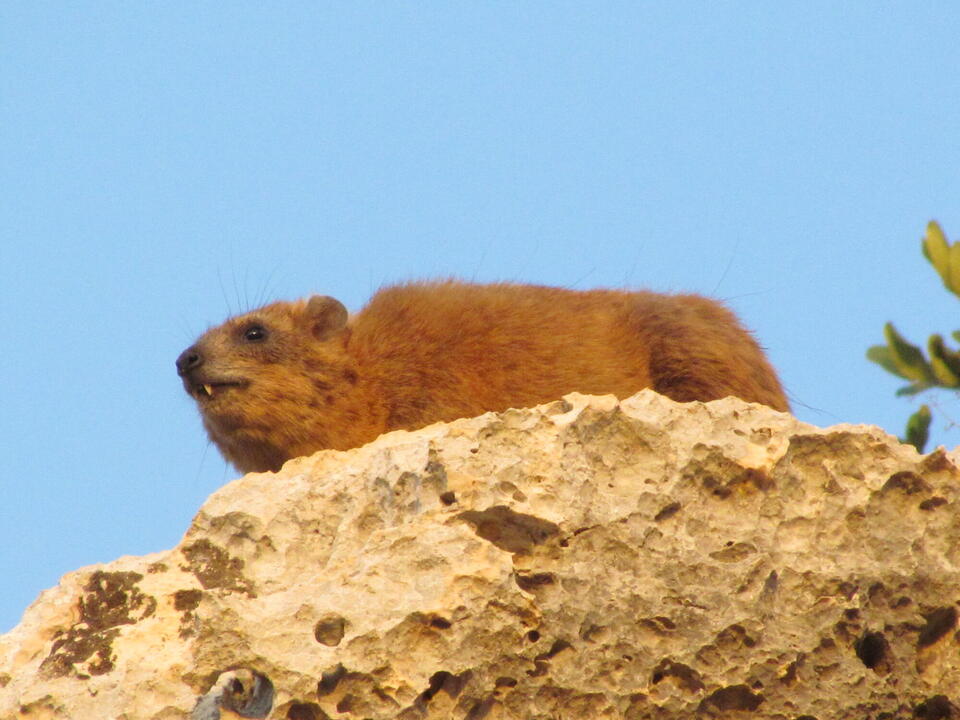 Daman du Cap Procavia capensis (une espèce actuelle d'hyrax) dans son habitat naturel, au Proche-Orient.