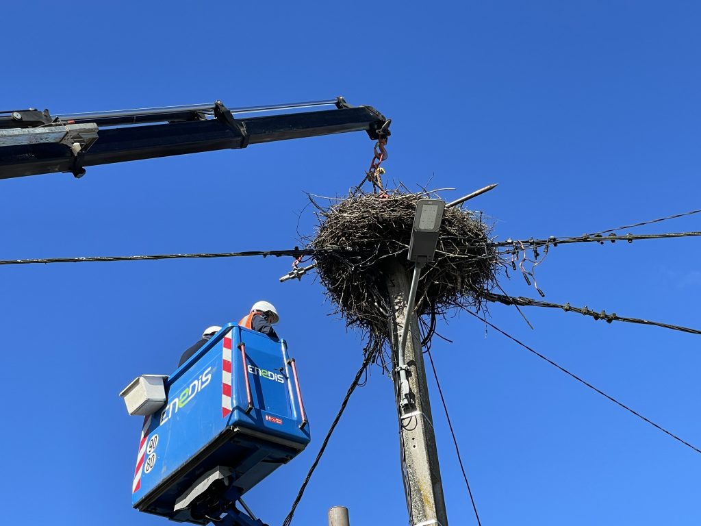 L'enlèvement d'un nid de cigognes, le 12 mars 2026, à Fontenelle, dans le Territoire de Belfort.