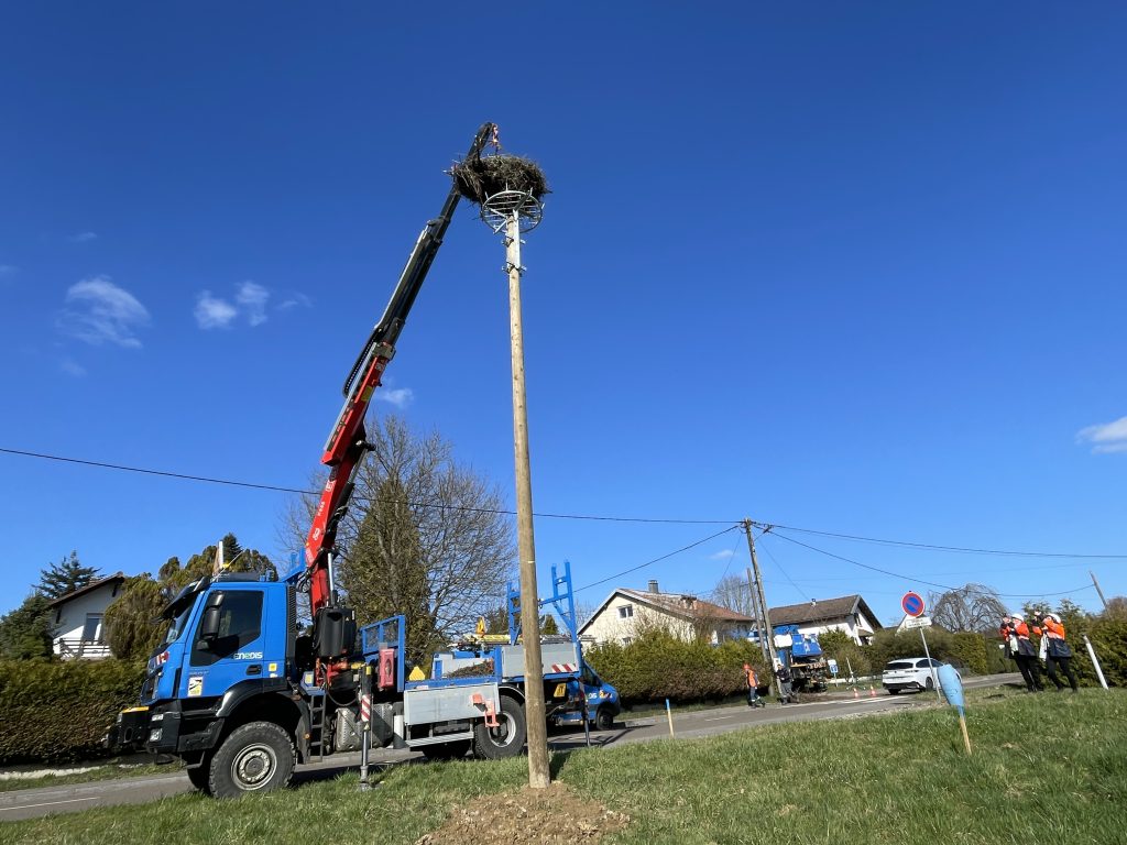 Un nid de cigogne est replacé sur un mat, à quelques mètres du pylône électrique où il se trouvait auparavant. L'opération a été menée par Enedis à Fontenelle, ce jeudi 12 mars.