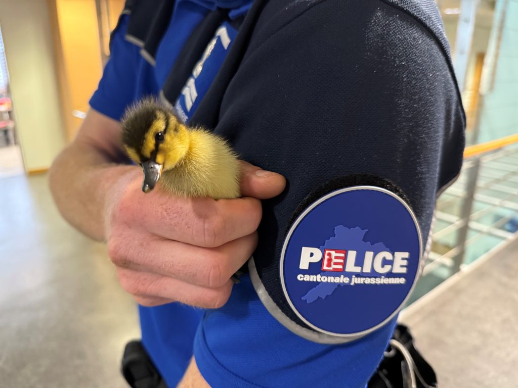 Un des canetons sauvés par la police cantonale jurassienne.