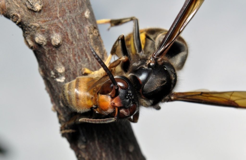 Un frelon asiatique dévorant une abeille.