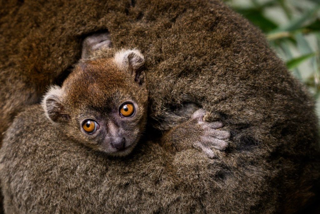 Le jeune lémurien né en captivité au parc zoologique de la citadelle de Besançon le 6 mai 2026, accroché à la fourure de sa mère. La reproduction en captivité de cette espèce, en danger critique de disparition, est très rare.