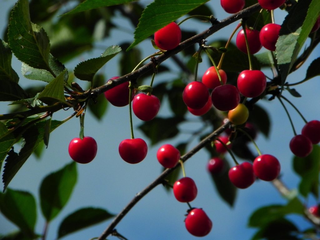 Les cerises supportent mal la chaleur excessive et le manque d'eau. A Fougerolles, la récolte de 2026 est en péril.