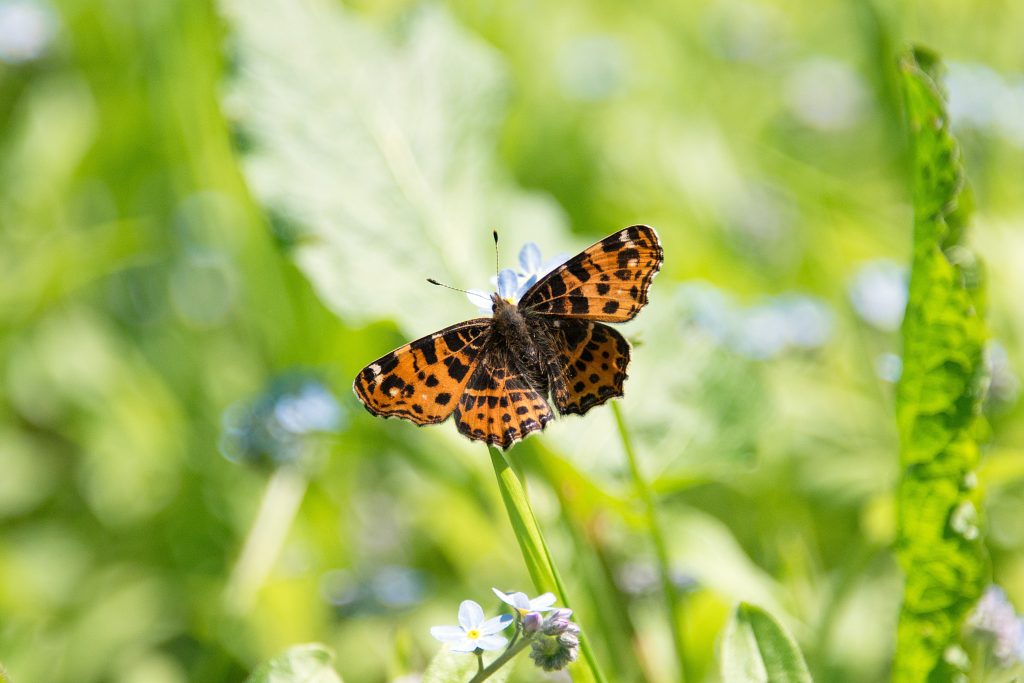 Un papillon dans l'herbe.