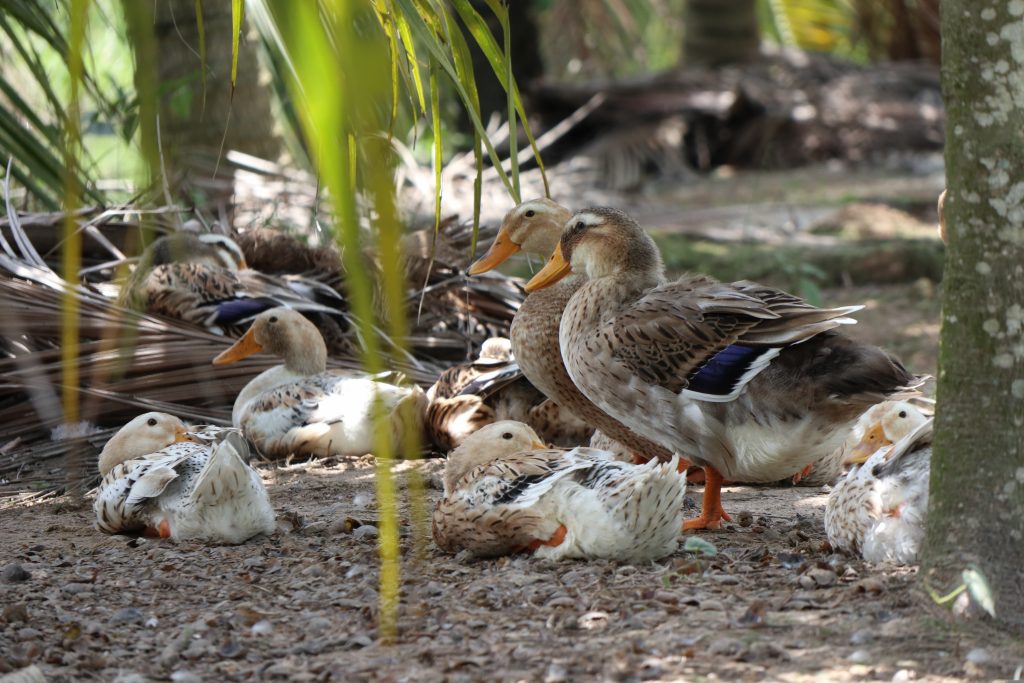 Famille de canards, au bord d'une mare.
