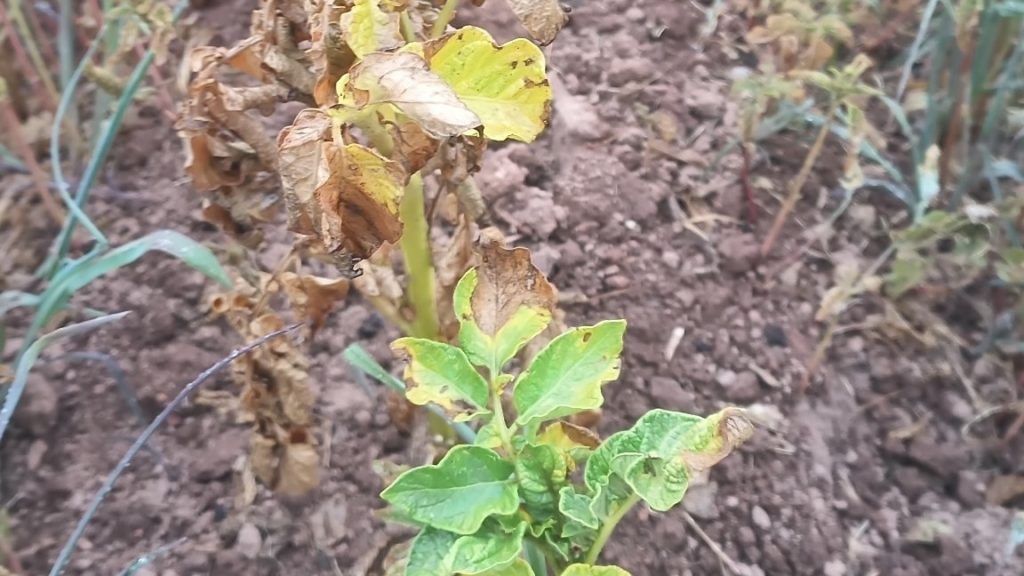 Des plantes brulées à cause de la chaleur.