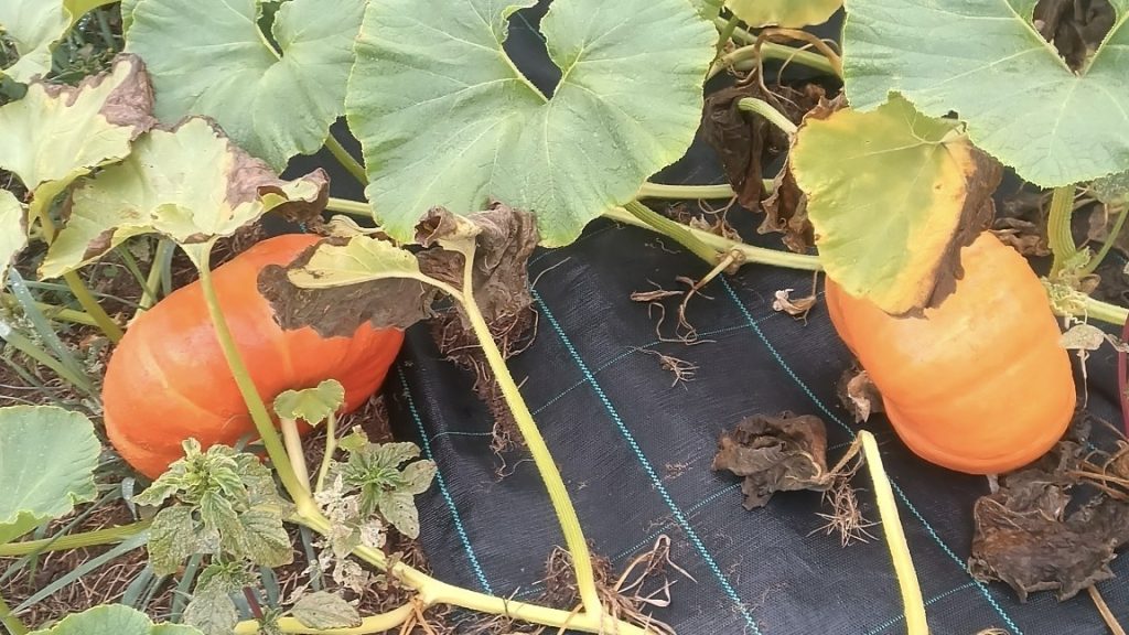 Des légumes du Potager des jeunes pousses.