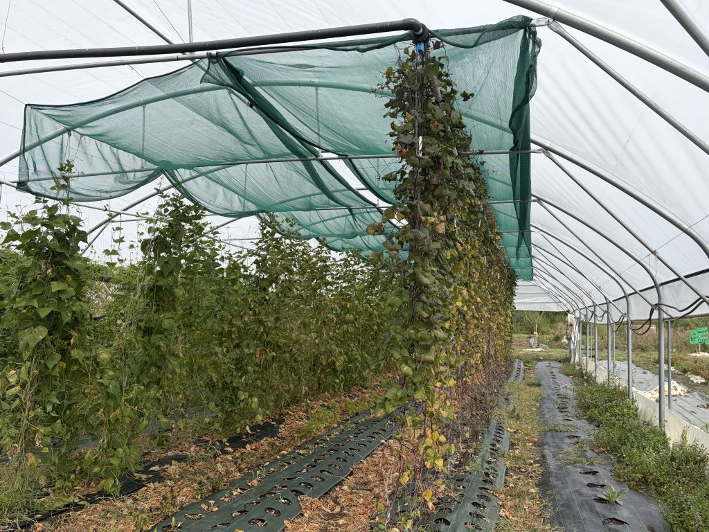 Les plants de haricots verts couverts par un voilage.